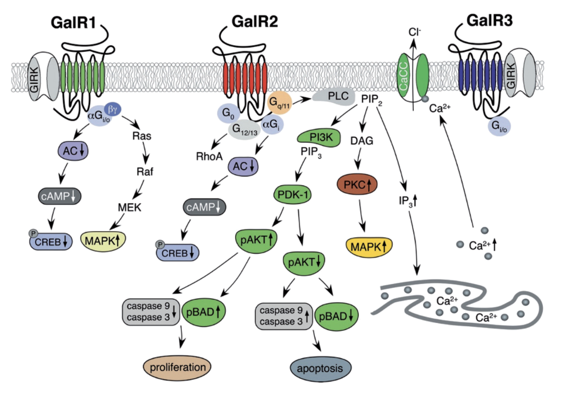 Galanin receptor signaling pathways